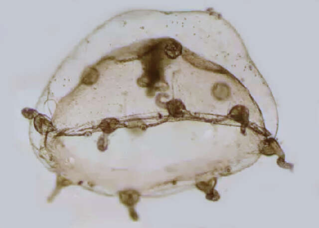 Imagem de Clytia elsaeoswaldae Stechow 1914