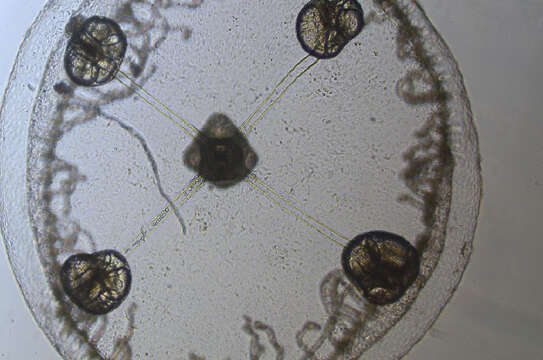 Image of bushy wineglass hydroids