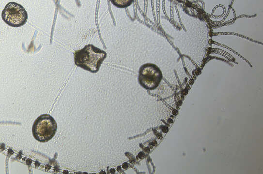 Image of bushy wineglass hydroids