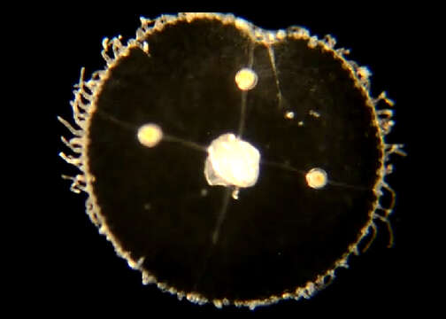 Image of bushy wineglass hydroids