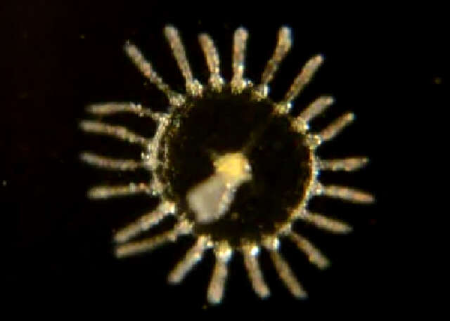 Image of bushy wineglass hydroids