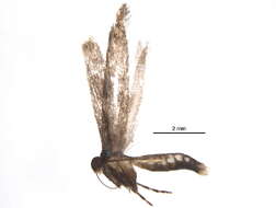 Image of Epermenioidea