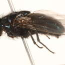 Image of Protocalliphora tundrae Sabrosky, Bennett & Whitworth 1989