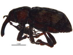 Image of Sitka spruce weevil