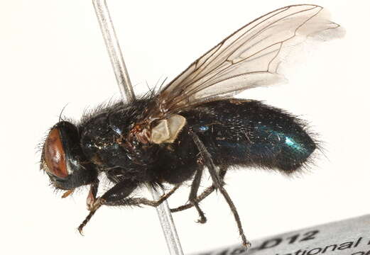 Image of Protocalliphora tundrae Sabrosky, Bennett & Whitworth 1989