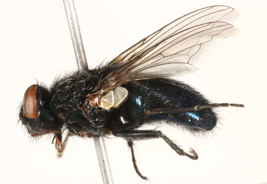 Image of Protocalliphora tundrae Sabrosky, Bennett & Whitworth 1989