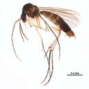 Image of <i>Brachycampta adunca</i>