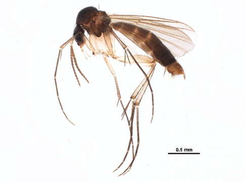 Image of <i>Brachycampta adunca</i>