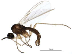 Image of Dichopygina ramosa Vilkamaa, Hippa & Komarova 2004