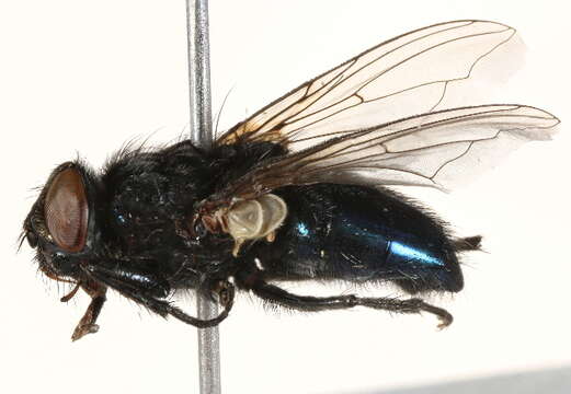 Image of Protocalliphora tundrae Sabrosky, Bennett & Whitworth 1989