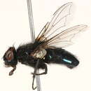 Image de Protocalliphora spatulata Sabrosky, Bennett & Whitworth 1989