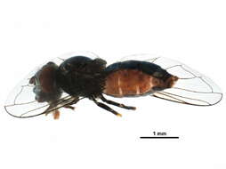 Image of Platycheirus groenlandicus Curran 1927