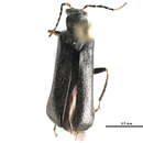 Image of Podabrus lapponicus