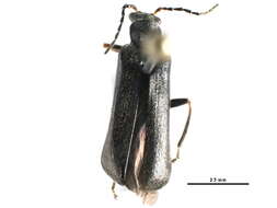 Image of Podabrus lapponicus