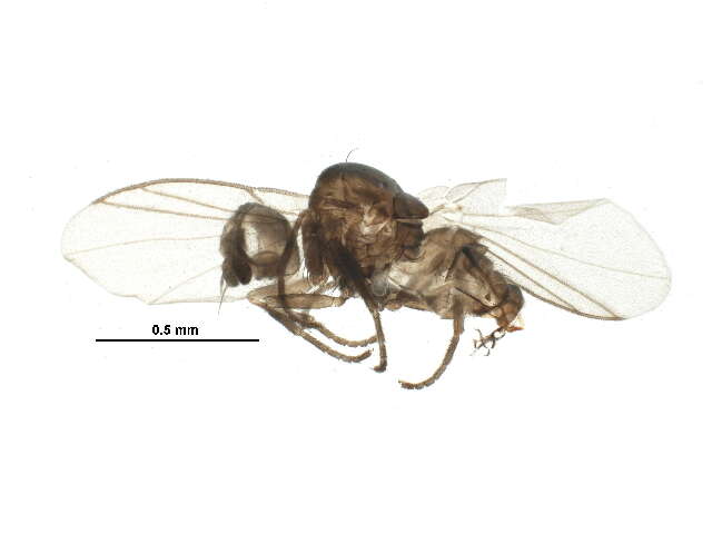 Image of Acalyptratae