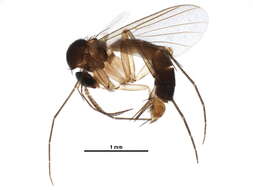 Image of <i>Brachycampta adunca</i>