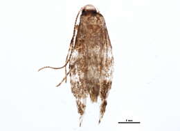 Image of Protolithocolletis lathyri Braun 1929