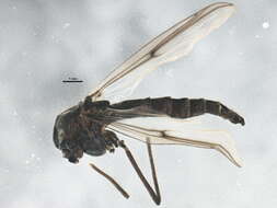 Image of Chironomus athalassicus Cannings 1975