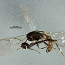 صورة <i>Aphidius ericaphidis</i>