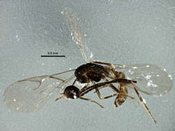 Image of <i>Aphidius ericaphidis</i>