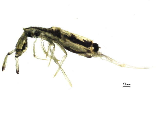 Image of Entomobrya gisini Christiansen & K 1958