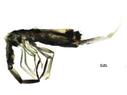 Image of Entomobrya gisini Christiansen & K 1958