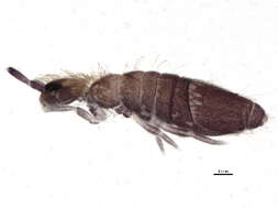 Image of Entomobryinae