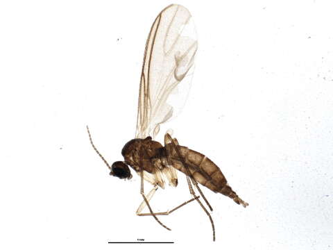 Image of Dichopygina aculeata Vilkamaa, Hippa & Komarova 2004