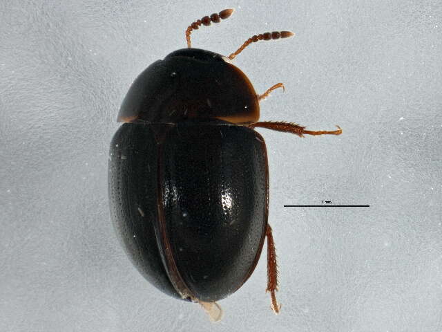 Image of Anisotoma globososa Hatch 1929