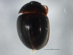 Image of Anisotoma globososa Hatch 1929