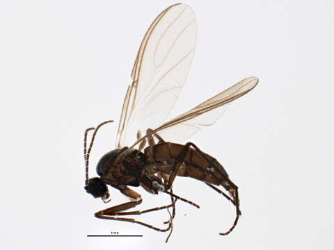 Image of Bradysiopsis