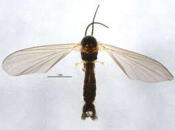 Image of Sciophila nigronitida Landrock 1912