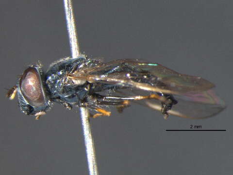 Image of Platycheirus sabulicola Vockeroth 1990