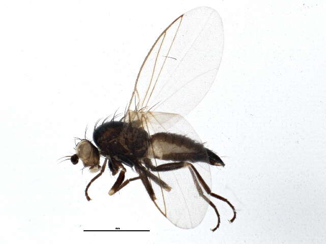 Imagem de Chromatomyia fuscula Zetterstedt 1838