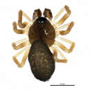 Sivun Metopobactrus prominulus (O. Pickard-Cambridge 1873) kuva
