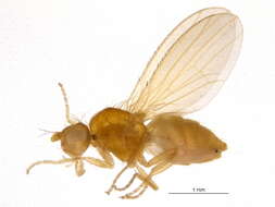 Image of chyromyid flies