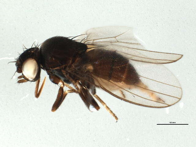 Image of Neophyllomyza