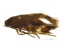 صورة Elachista leucosticta Braun 1948