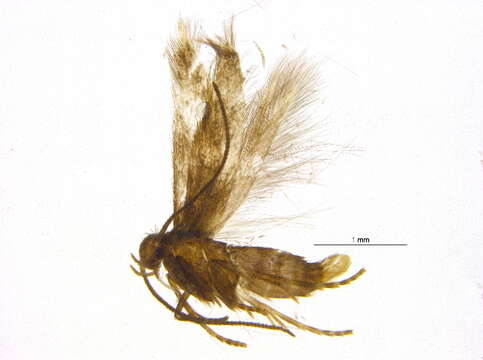 صورة Elachista leucosticta Braun 1948