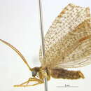 Image of Hemerobius conjunctus Fitch 1855