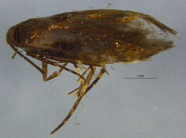 Image of Mompha terminella Westwood