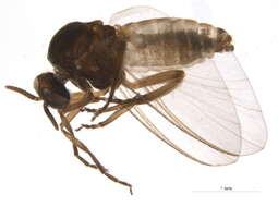 Image of Simulium craigi Adler & Currie 1986