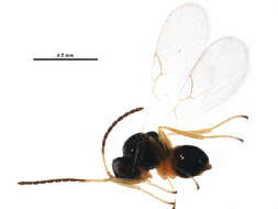 Image of <i>Alloxysta circumscripta</i>