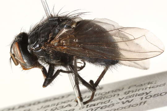 صورة Calliphora loewi Enderlein 1903