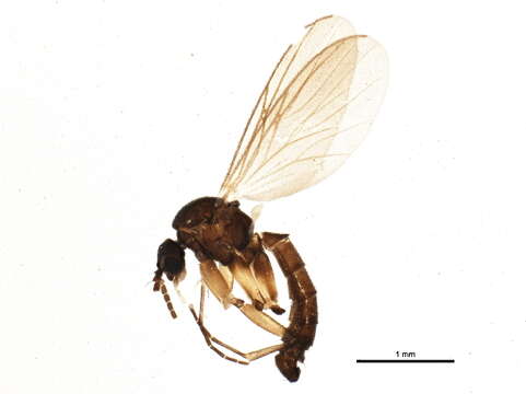 Image of Tetragoneura