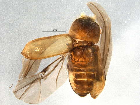 Sivun Trypodendron rufitarsis Swaine & J. M. 1917 kuva