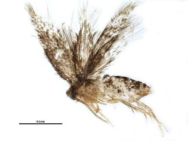 صورة Glaucolepis saccharella (Braun 1912) Braun 1917