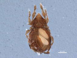 Image of Anderemaeidae