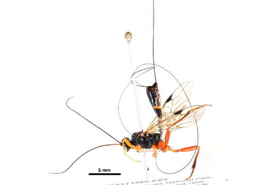 Image of Eumacrocentrus