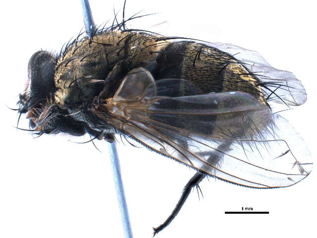 Frontiniella mitis resmi